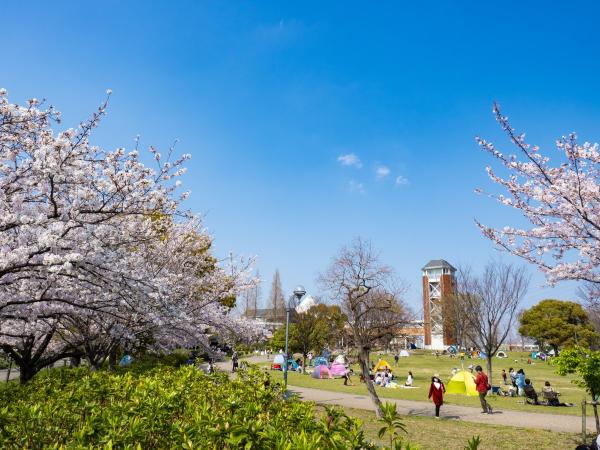 Agricultural Park / Toda River Greenery Park cherry blossoms