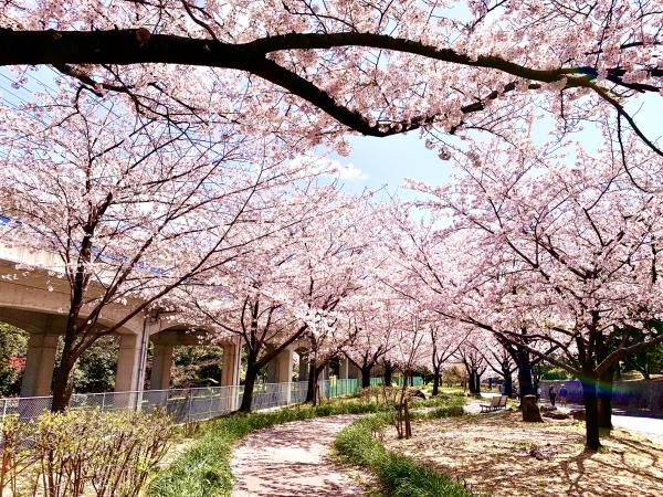 Arakogawa Park cherry blossoms