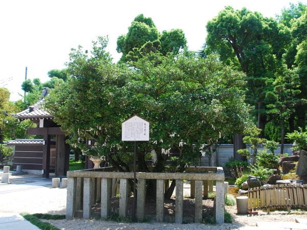 常泉寺 御手植えの柊