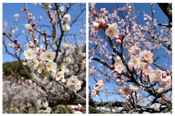 Souri Pond plum blossoms