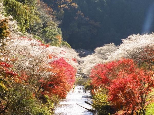 名古屋的紅葉特集 專題 名古屋旅遊官方網站visit Nagoya 名古屋的紅葉特集 專題 名古屋旅遊官方網站visit Nagoya