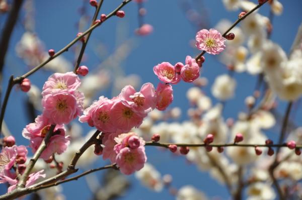 Higashiyama Zoo and Botanical Gardens plum blossoms