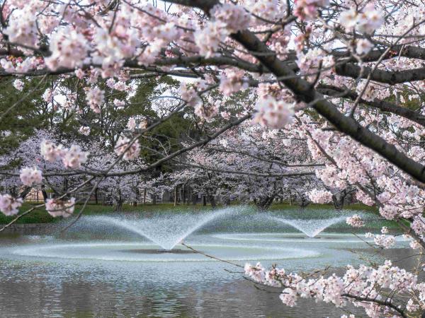 名城公園の桜