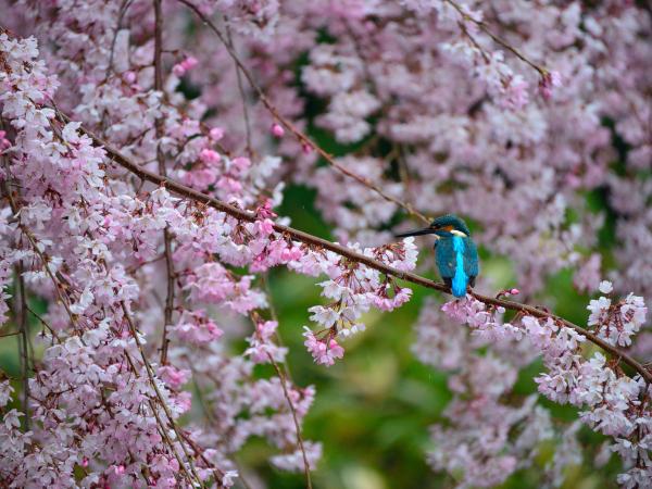 白鳥庭園の桜