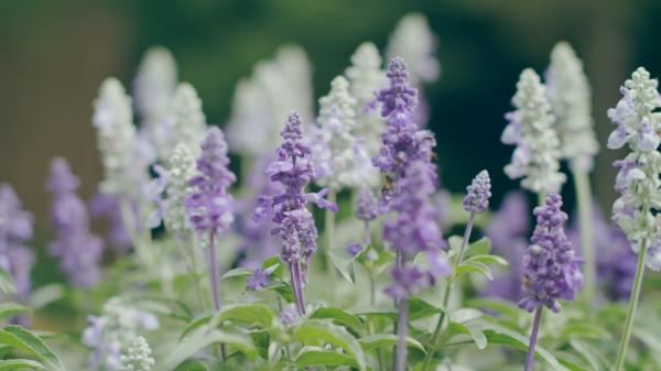 名古屋港野花花園 Bluebonnet