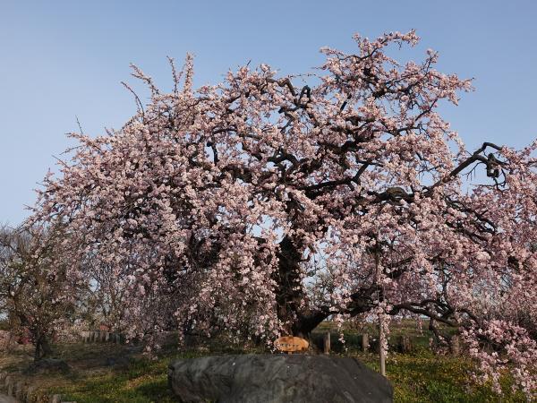 Arako Park plum blossoms