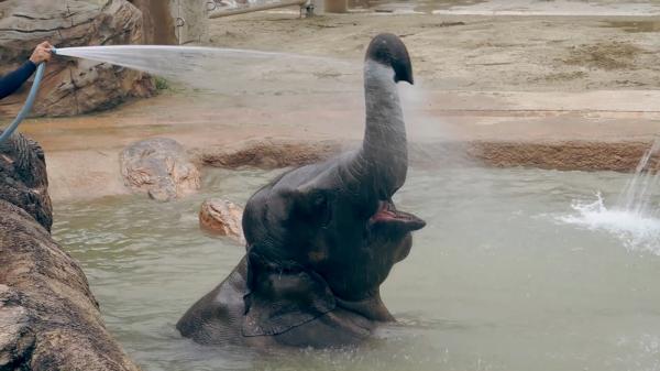 Higashiyama Zoo and Botanical Garden（Zoo Site）