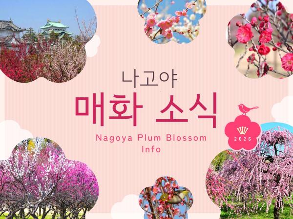 2026년 나고야 매화 소식