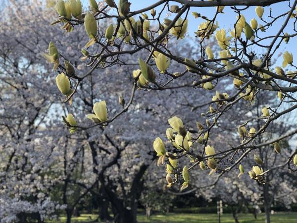 Shonai Ryokuchi Park cherry blossoms