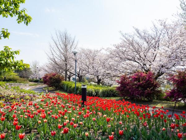 Agricultural Park / Toda River Greenery Park cherry blossoms