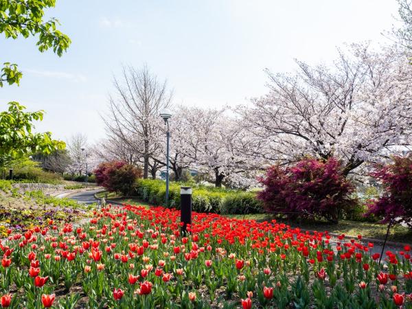 農業文化園・戸田川緑地の桜