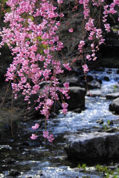 白鳥庭園の桜