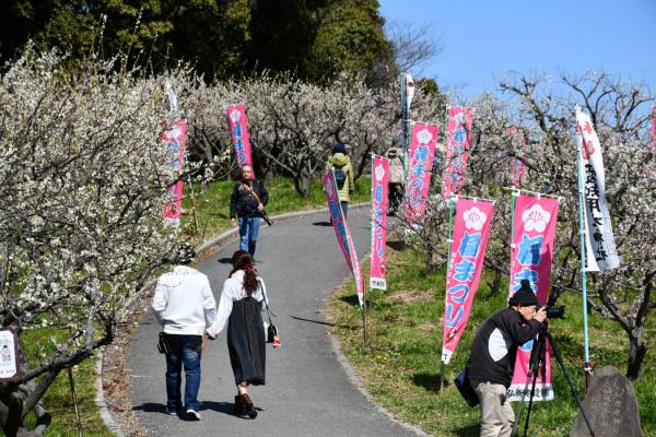 Souri Pond plum blossoms