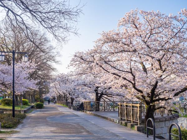 Banks of the Yamazaki River