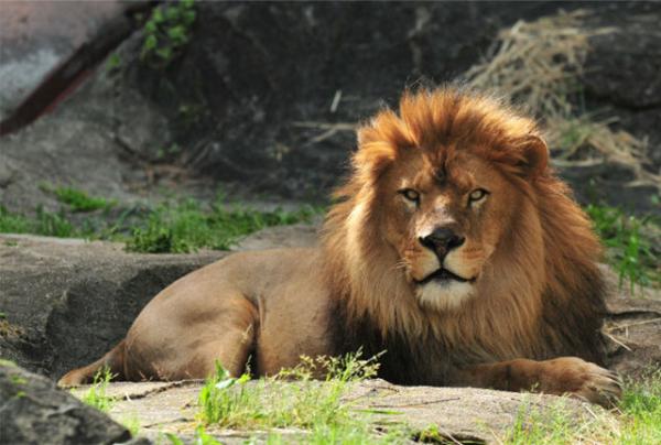 東山動植物園　ライオン