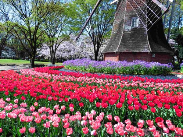 名城公園の桜