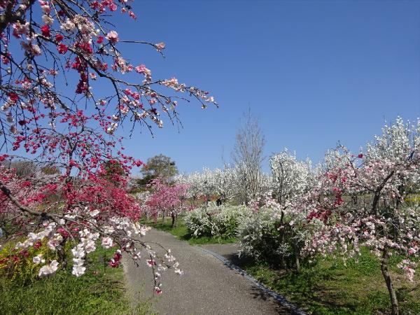 愛・地球博記念公園（モリコロパーク）