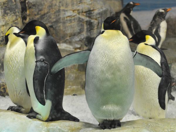 名古屋港水族館　エンペラーペンギン