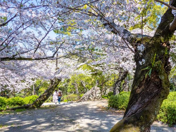 Tsuruma Park cherry blossoms