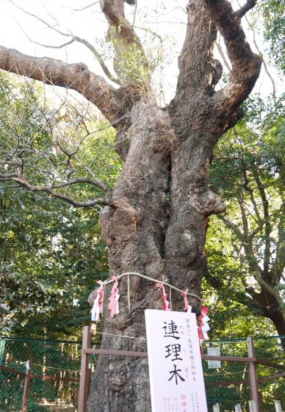 城山八幡宮　連理木