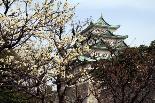 Nagoya Castle plum blossoms