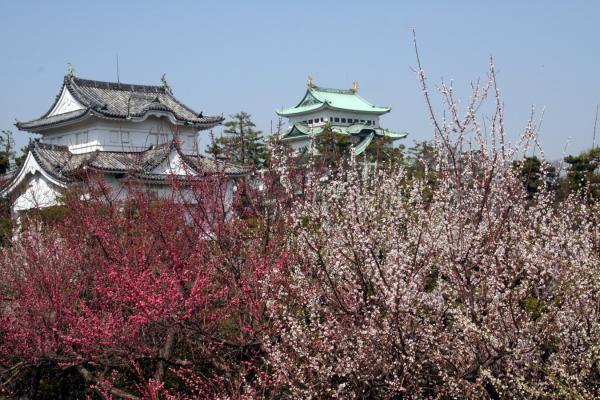Nagoya Castle plum blossoms