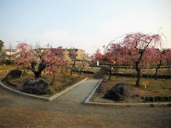 荒子公園 梅