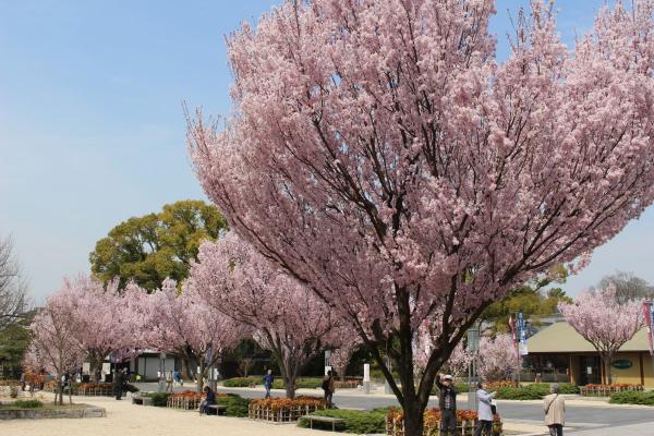 徳川園の桜