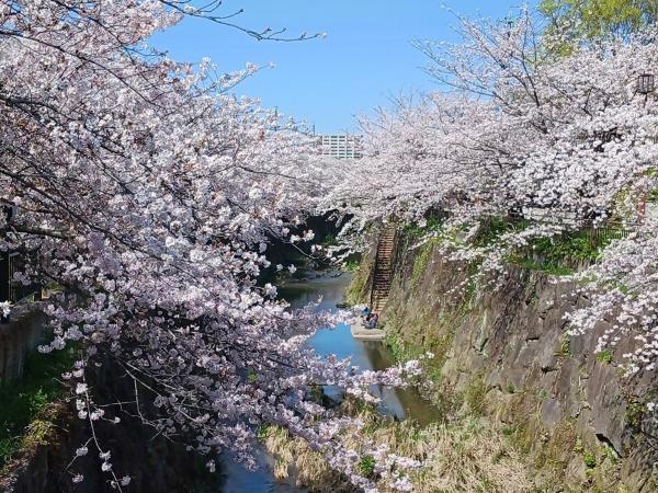 山崎川の桜