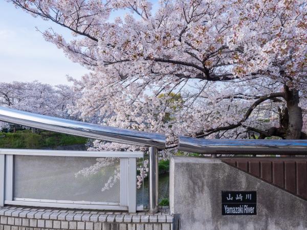 山崎川の桜