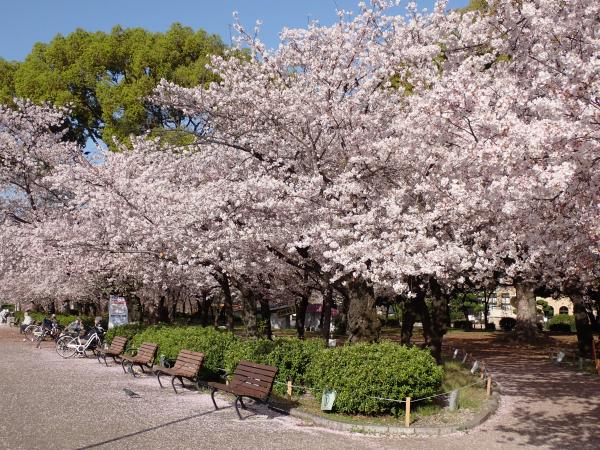 Tsuruma Park cherry blossoms
