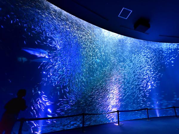 名古屋港水族館　マイワシのトルネード