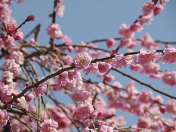 名古屋市农业中心