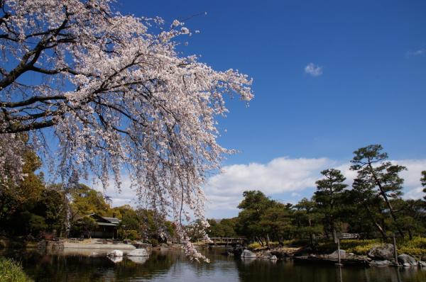 白鳥庭園の桜