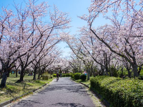 Peace Park cherry blossoms