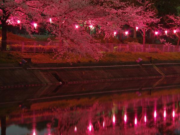 荒子川公園の桜