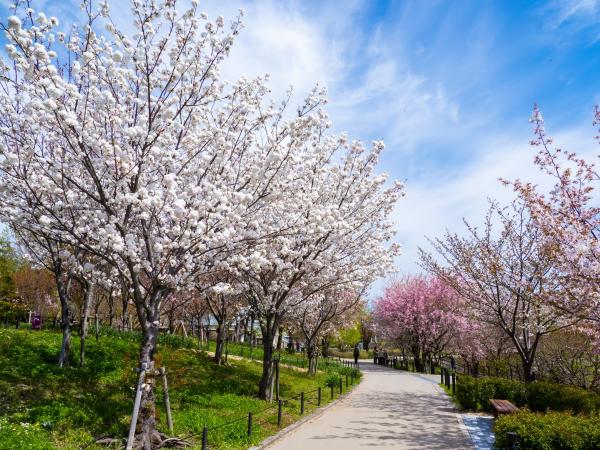 Higashiyama Zoo and Botanical Gardens cherry blossoms