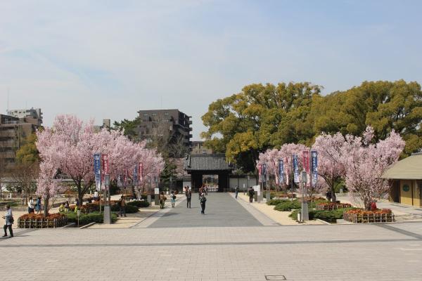 徳川園の桜