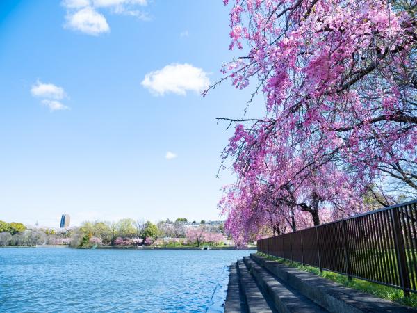 Peace Park cherry blossoms