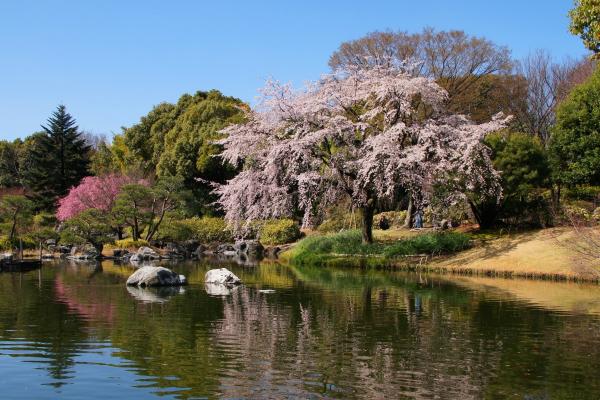 Shirotori Garden Cherry Blossoms