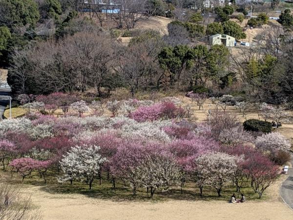 Odaka Greenery Park plum blossoms