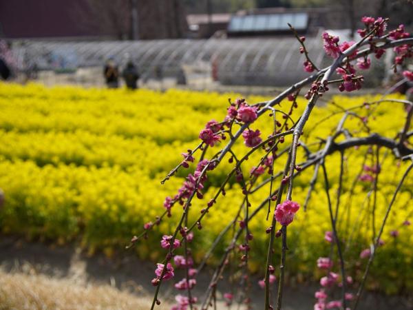 delaふぁーむ　しだれ梅園