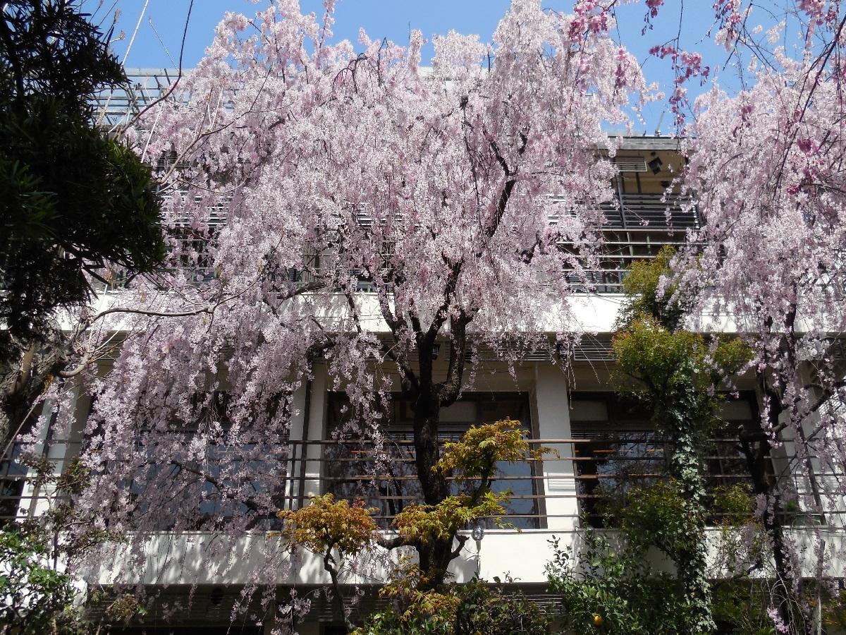 賀城園　枝垂桜