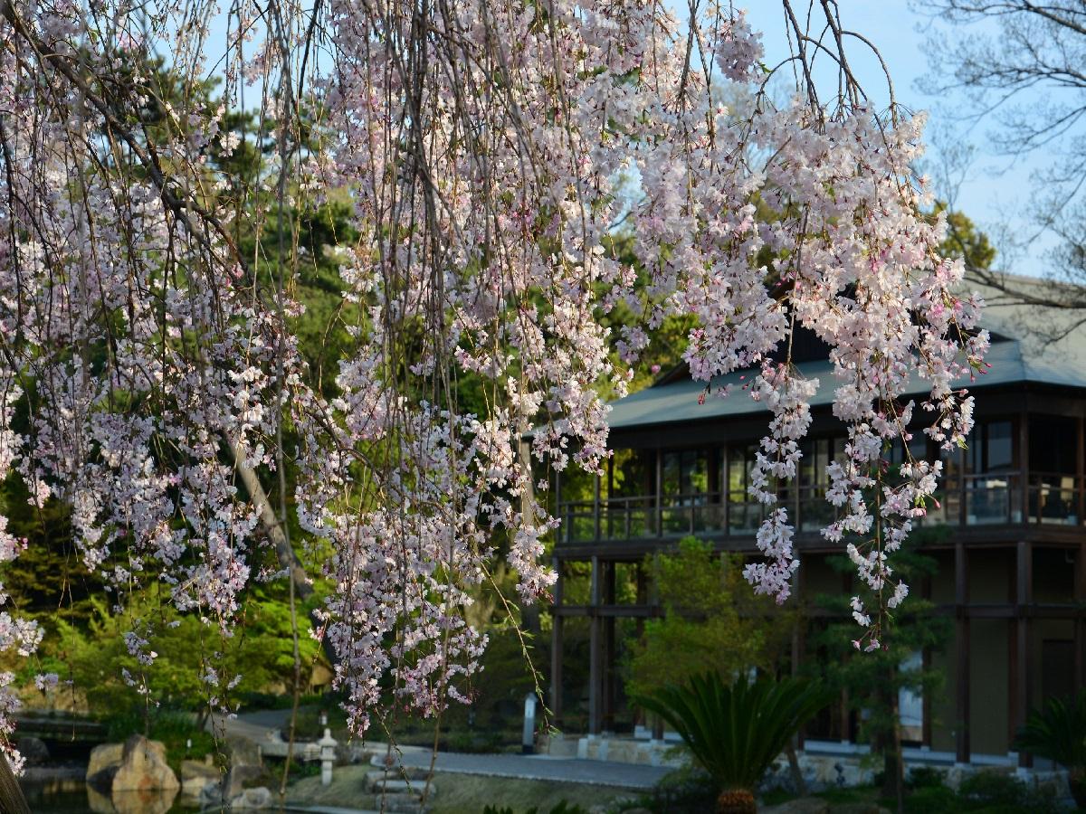ガーデンレストラン徳川園　庭園垂れ桜