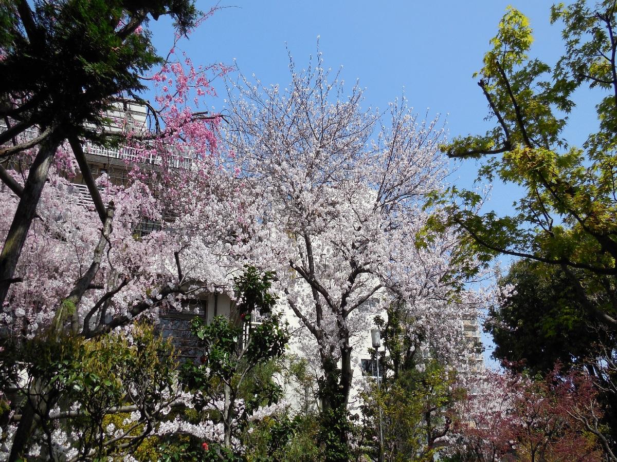 賀城園　枝垂桜