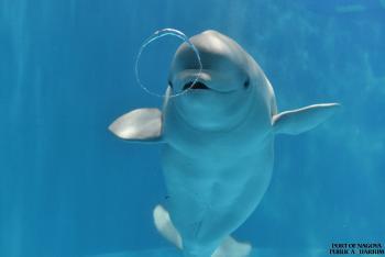 名古屋港水族館