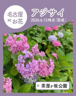@nagoya_info