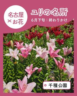 @nagoya_info