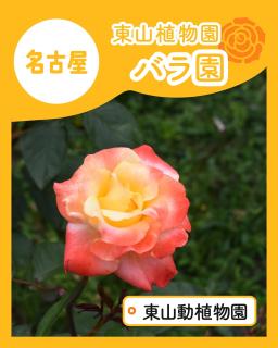 @nagoya_info