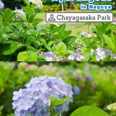 @nagoya_info_en
